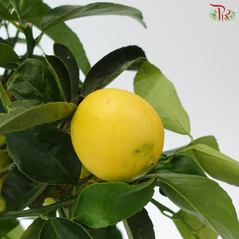 Citrus Limon 190 - 65cm《柠檬》