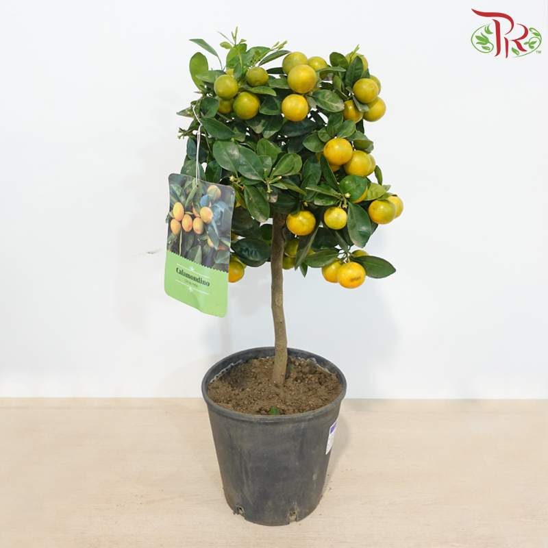 Citrus Magarita 200 - 60cm《长实金柑》