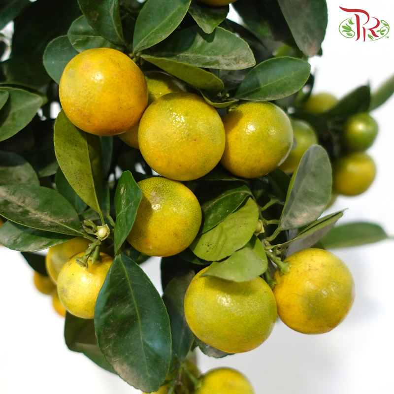 Citrus Magarita 200 - 60cm《长实金柑》
