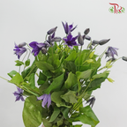 Clematis - Dark Purple (Per Bunch)