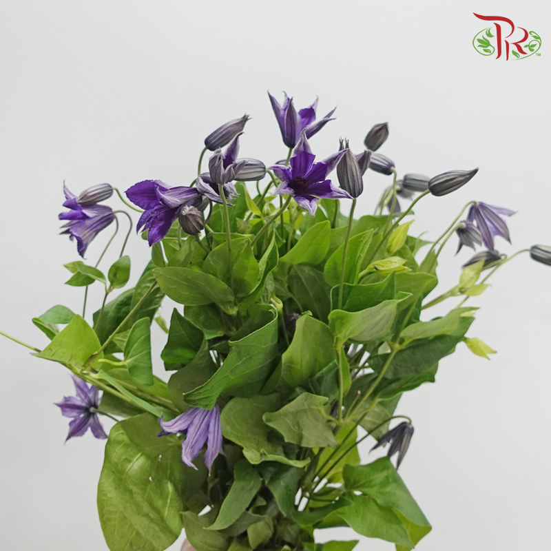 Clematis - Dark Purple (Per Bunch)