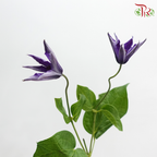 Clematis - Dark Purple (Per Bunch)