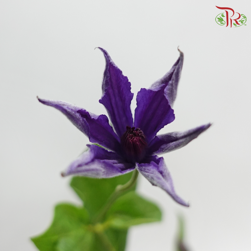 Clematis - Dark Purple (Per Bunch)
