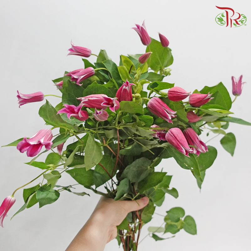 Clematis - Cherry Pink (Per Bunch)