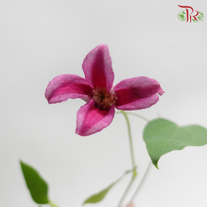 Clematis - Cherry Pink (Per Bunch)