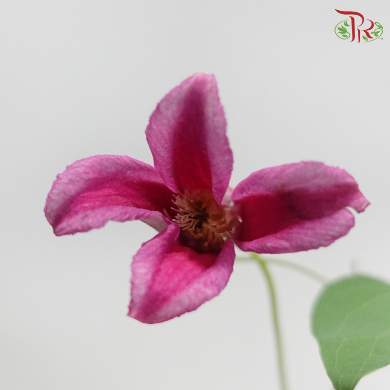 Clematis - Cherry Pink (Per Bunch)