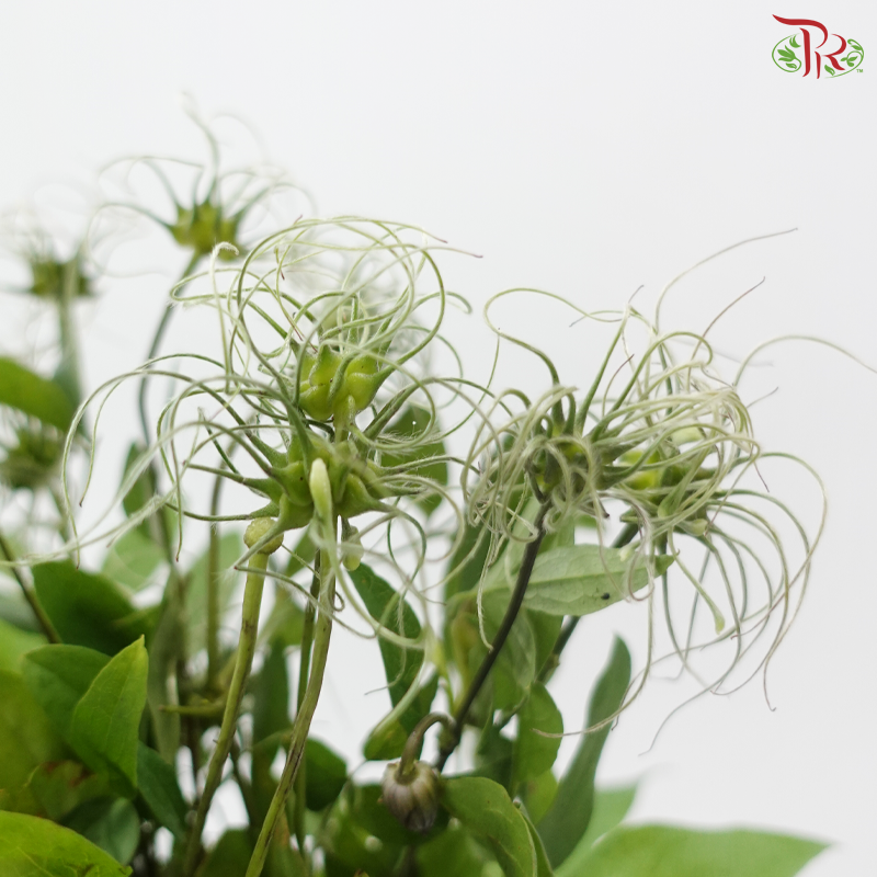 Clematis (Per Bunch)