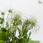 Clematis (Per Bunch)