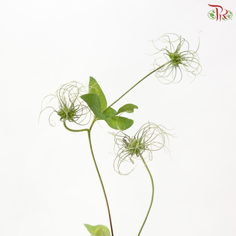 Clematis (Per Bunch)