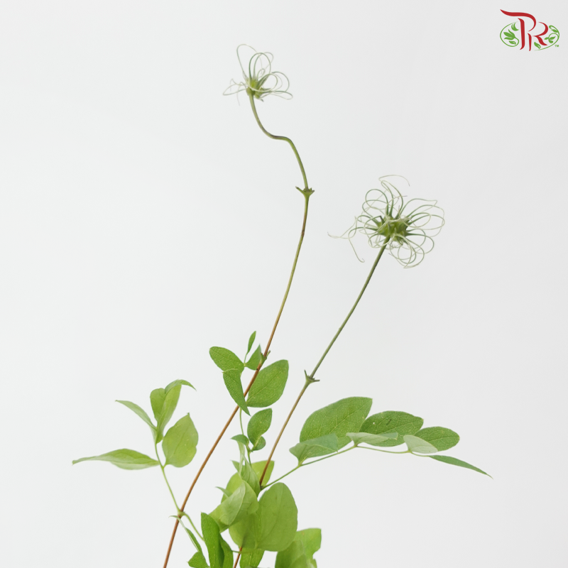 Clematis (Per Bunch)