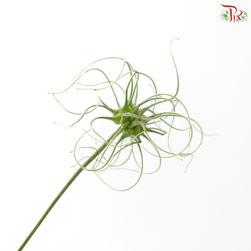 Clematis (Per Bunch)