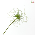 Clematis (Per Bunch)