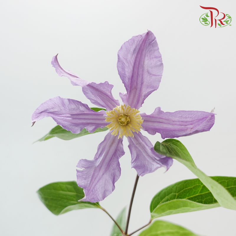 Clematis - Light Purple (5 Stems)