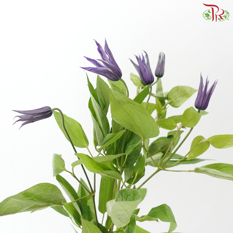 Clematis - Purple (5 Stems)