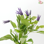 Clematis - Purple (5 Stems)