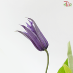 Clematis - Purple (5 Stems)