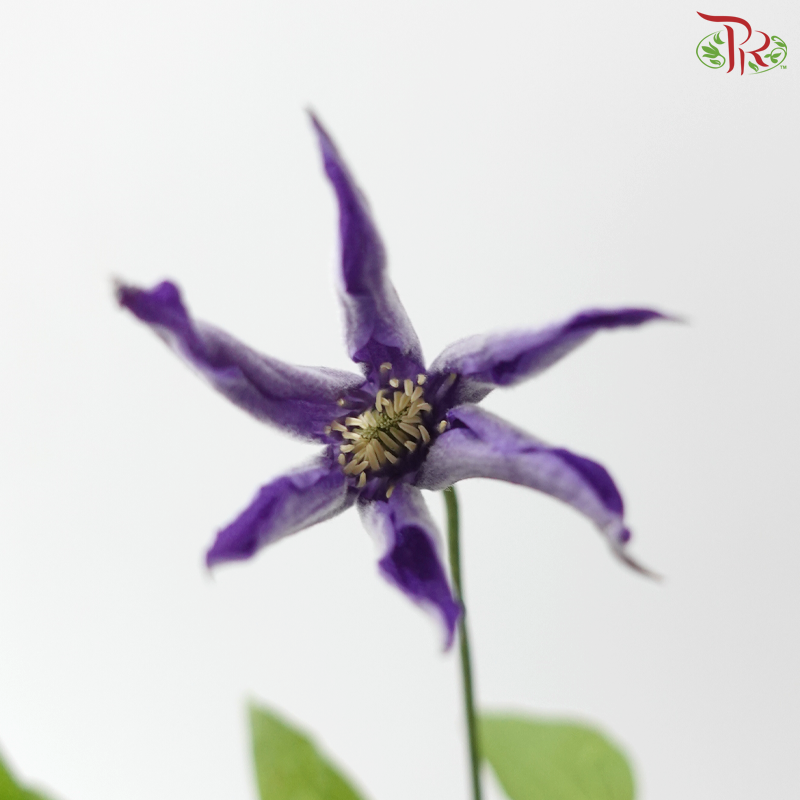 Clematis - Purple (5 Stems)