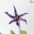 Clematis - Purple (5 Stems)