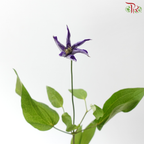 Clematis - Purple (5 Stems)