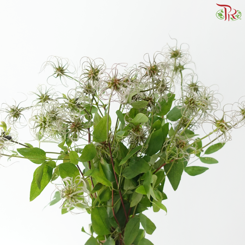 Clematis Wild  (Per Bunch)