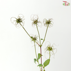 Clematis Wild  (Per Bunch)