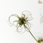 Clematis Wild  (Per Bunch)