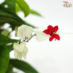 Clerodendrum Thomsoniae P150《龙吐珠》A1R