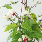 Clerodendrum Thomsoniae P150《龙吐珠》A1R