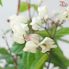 Clerodendrum Thomsoniae P150《龙吐珠》A1R