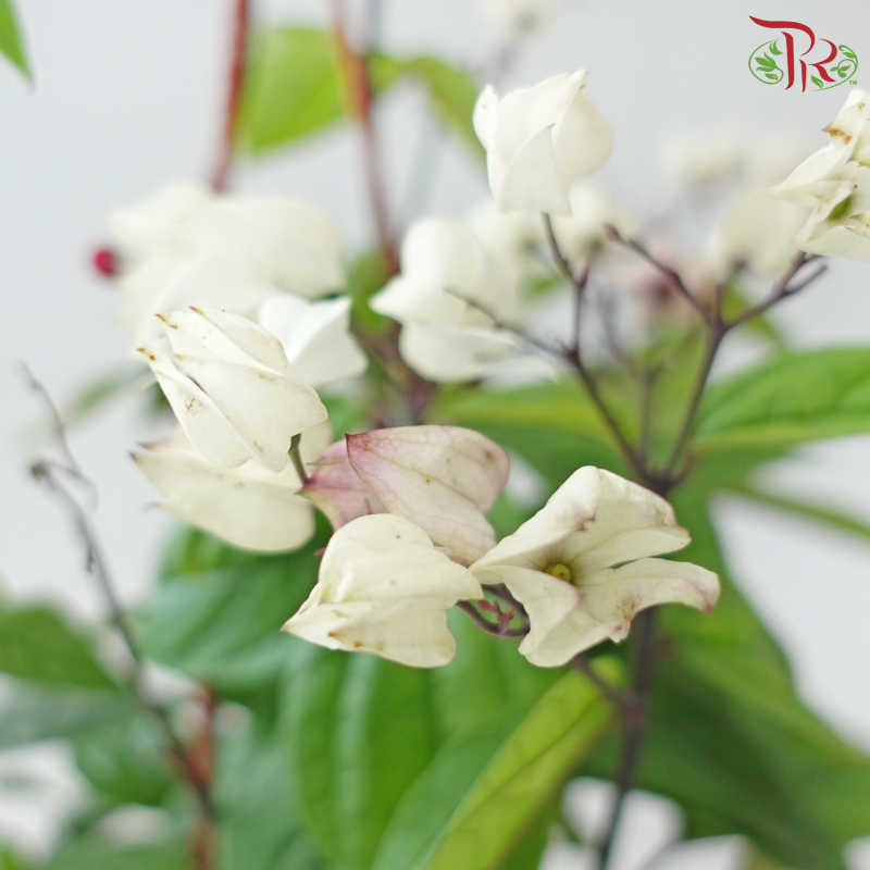 Clerodendrum Thomsoniae P150《龙吐珠》A1R