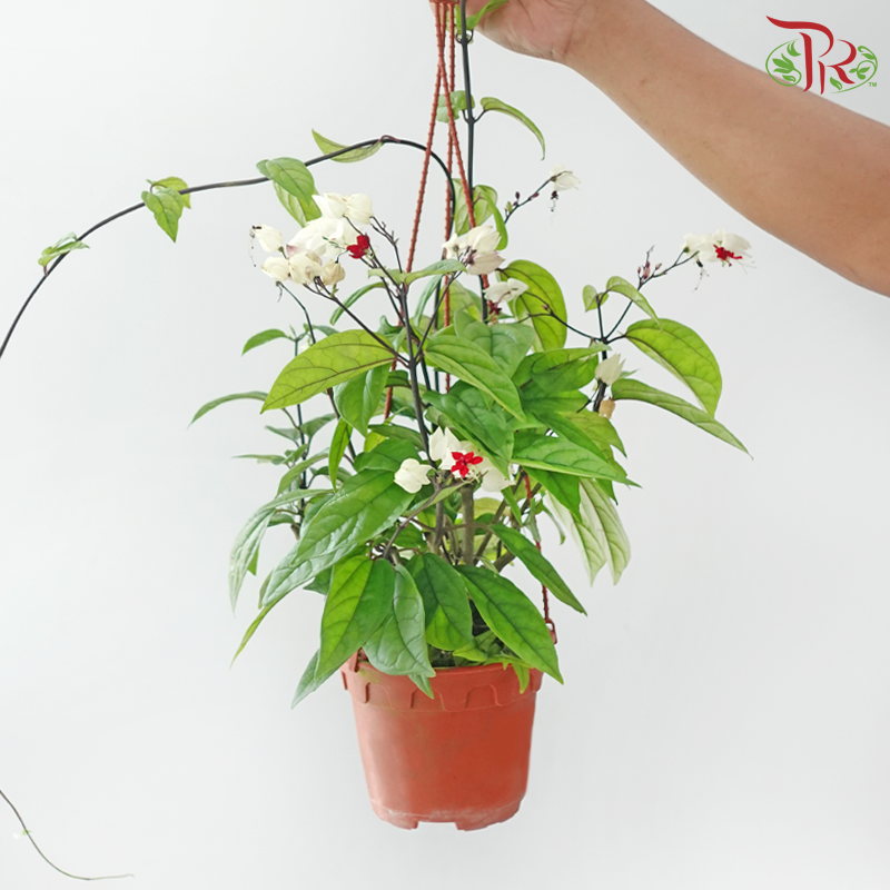 Clerodendrum Thomsoniae P150《龙吐珠》A1R