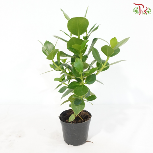 Clusia Rosea P160《书带木》