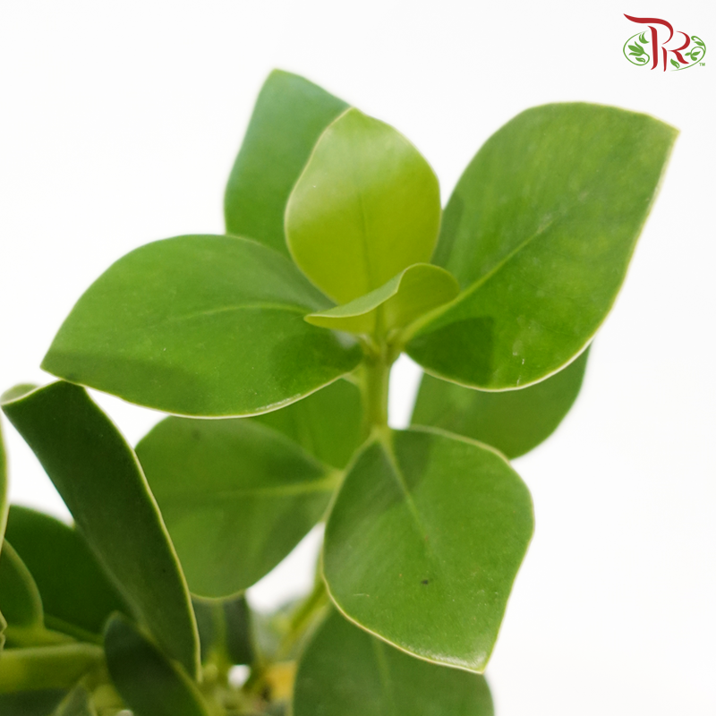 Clusia Rosea P160《书带木》