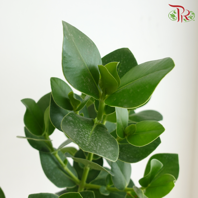 Clusia Rosea P150《书带木》