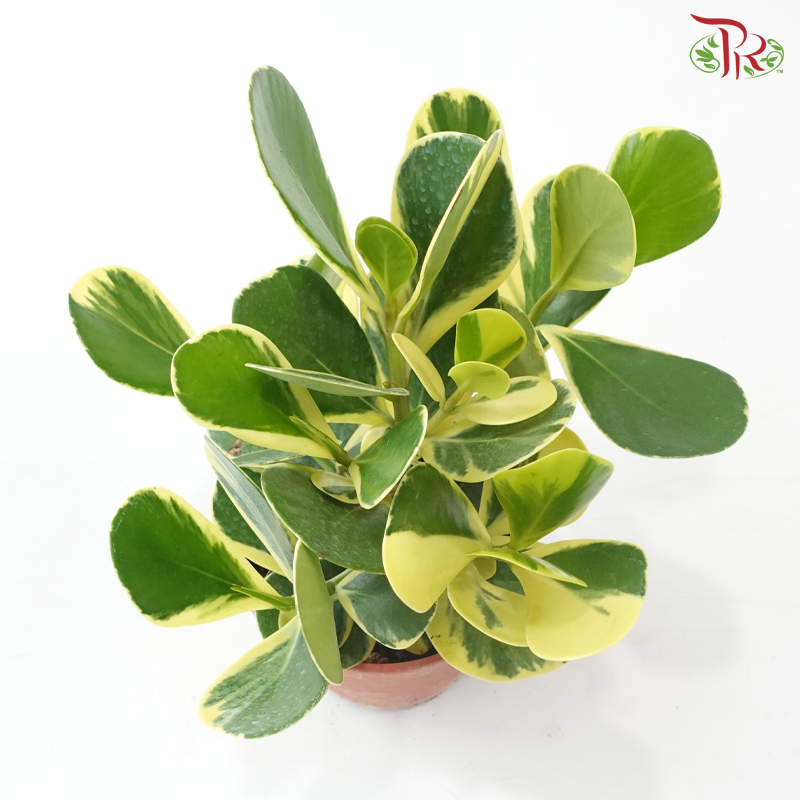 Clusia Rosea Varie P150《斑叶书带木》J01