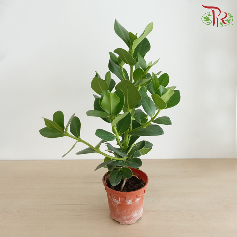 Clusia Rosea P150《书带木》