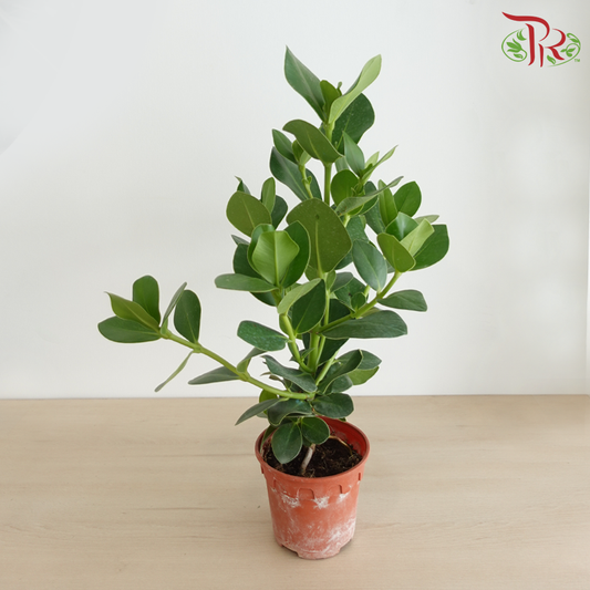 Clusia Rosea P150《书带木》