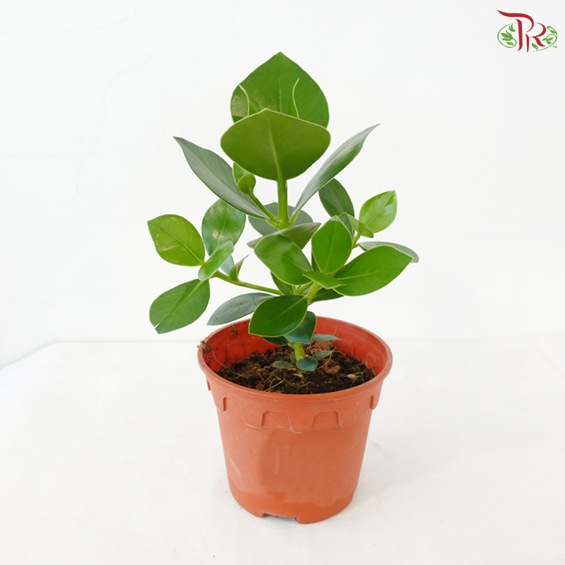 Clusia Rosea P150 JH《书带木》