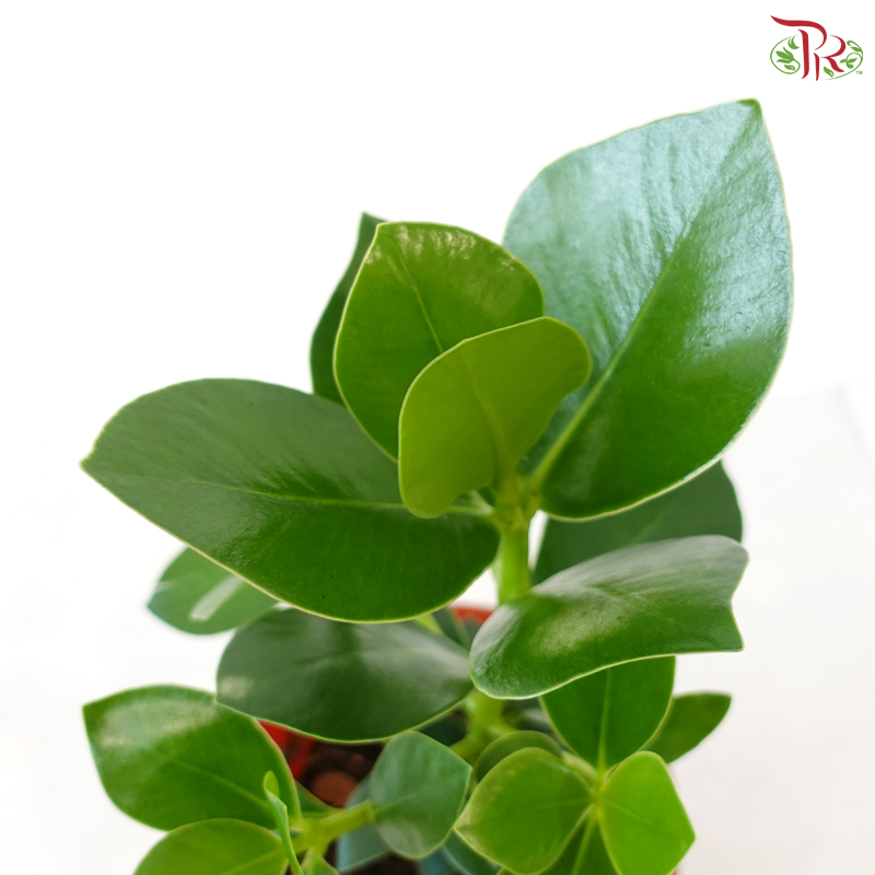 Clusia Rosea P150 JH《书带木》