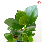 Clusia Rosea P150 JH《书带木》