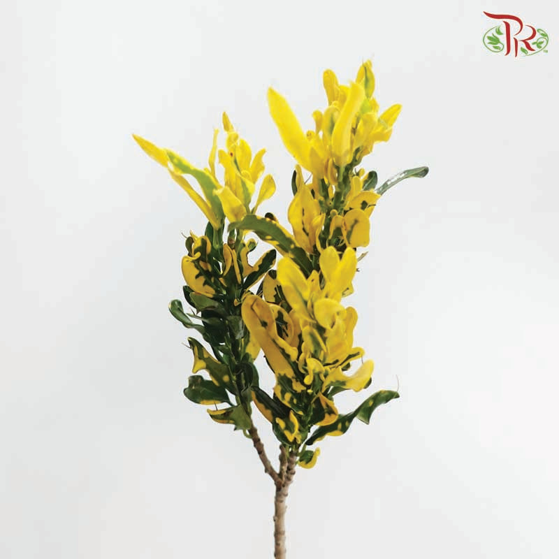 Codiaeum Variegatum 《黄捲捲变叶木》