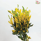 Codiaeum Variegatum 《黄捲捲变叶木》