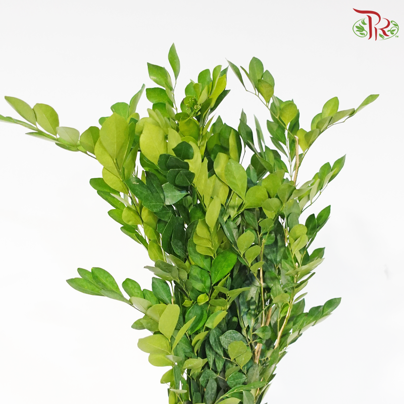 Coffee Leaf (5 Stems)