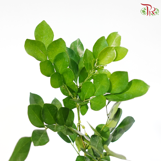 Coffee Leaf (5 Stems)