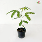 Cojoba Arborea P90《小豆树》