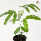 Cojoba Arborea P90《小豆树》