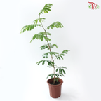 Cojoba Arborea P300《小豆树》