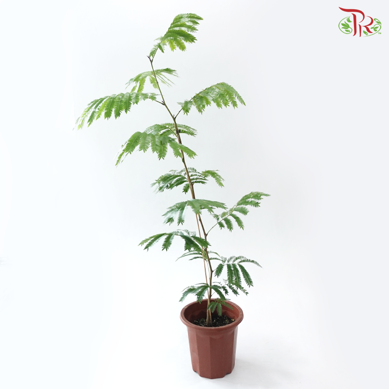 Cojoba Arborea P300《小豆树》