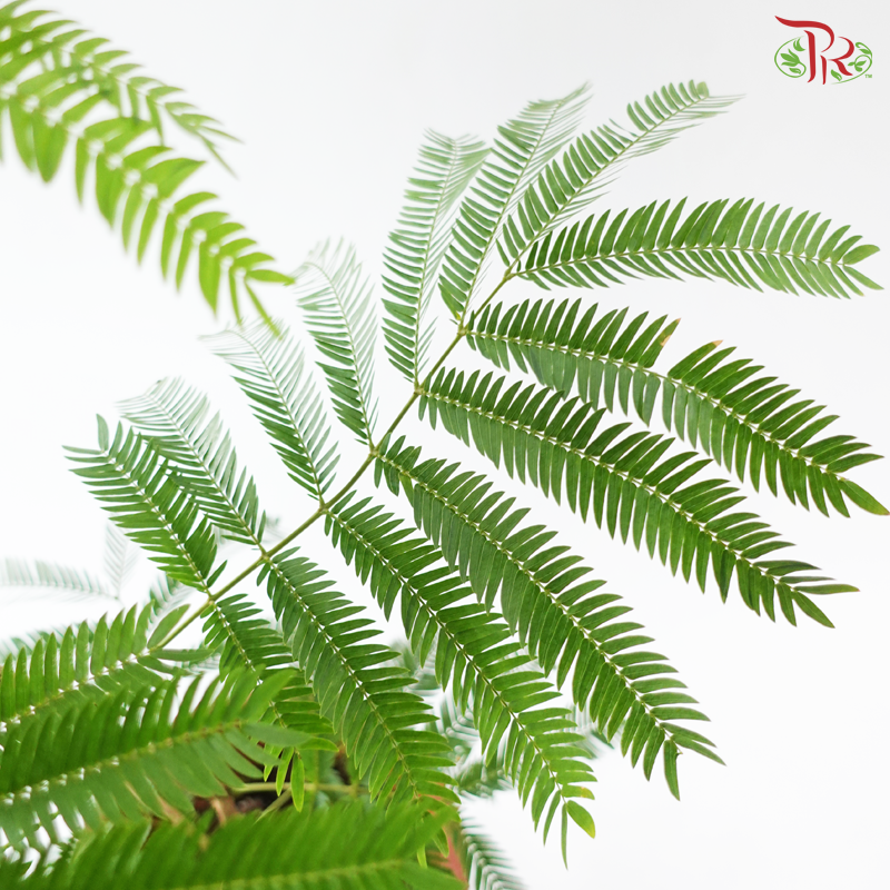 Cojoba Arborea P300《小豆树》