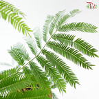 Cojoba Arborea P300《小豆树》